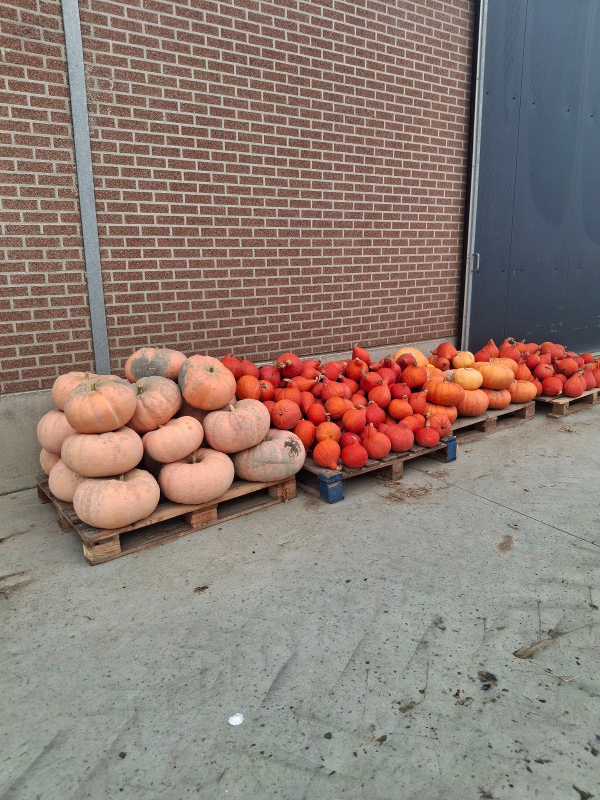 pompoenen voor soep te koop, Enlèvement