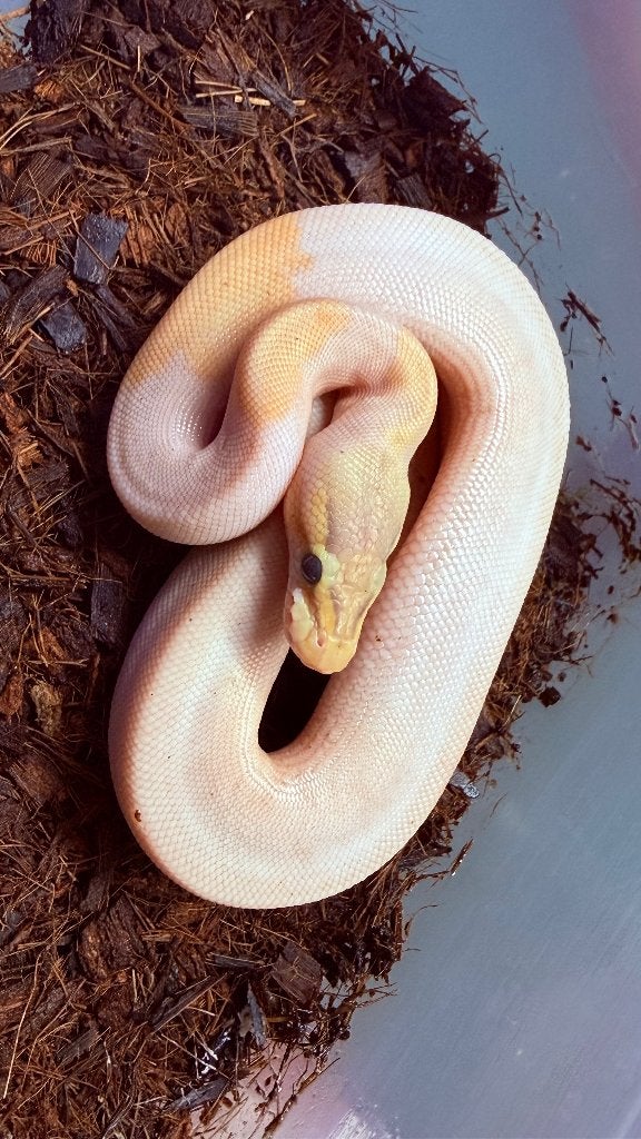 Verschillende ball pythons te koop Ball Python photo 12