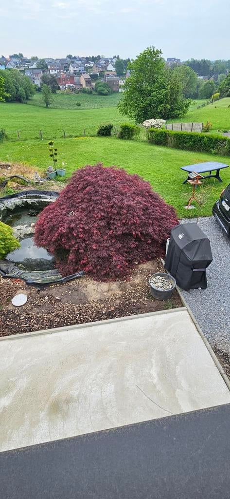 Erable du Japon. Acer palmatum, Érable