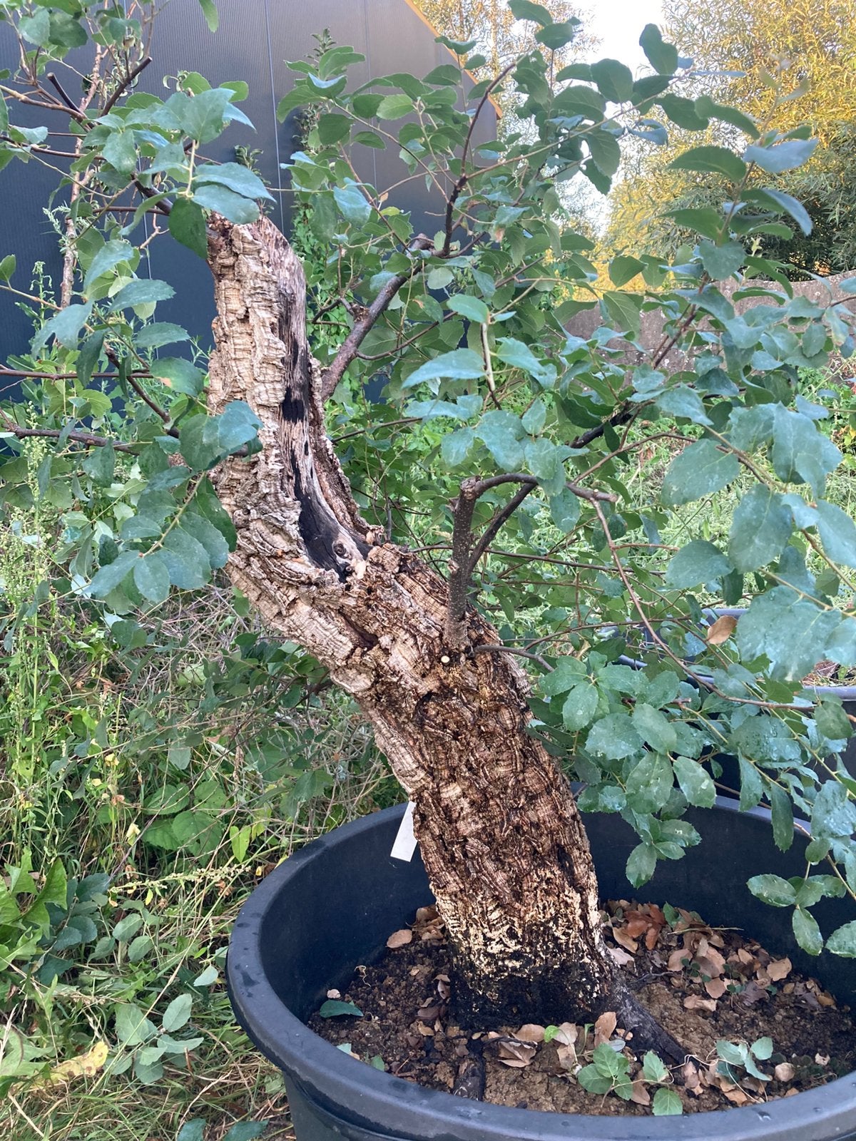 Bonsai kurkeik startplant, heel dikke stam, Ophalen