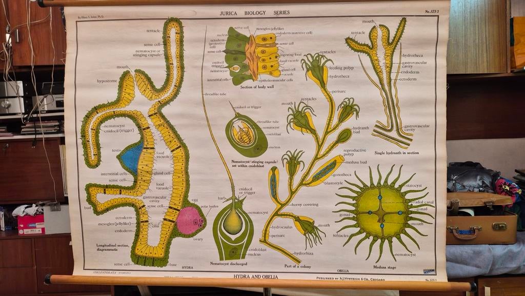 Vintage schoolplaat hydra en obelia – biologie – levenscyclu, Enlèvement ou Envoi