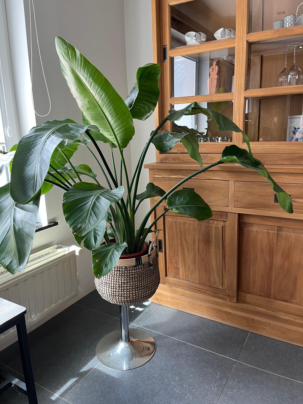 Plante Strelitzia (oiseau de paradis), Autres espèces, Enlèvement, 100 à 150 cm, Plante verte