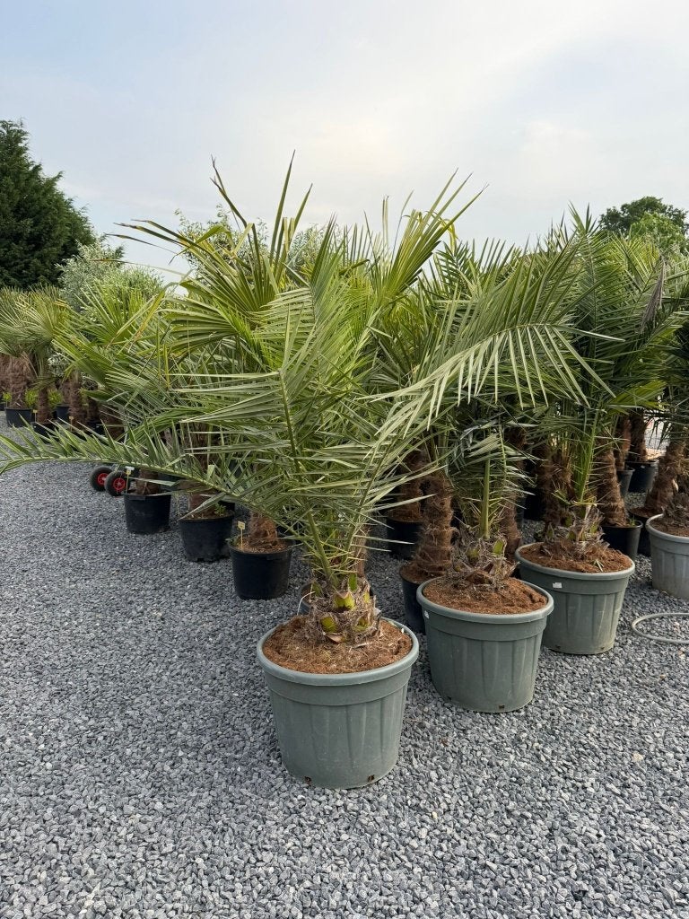 Phoenix canariensis palm, Ophalen