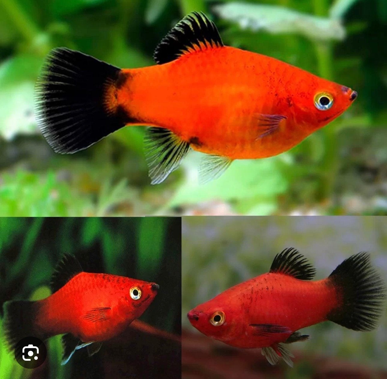 Red (or) Metallic Blue Platy, Vis, Zoetwatervis, Schoolvis