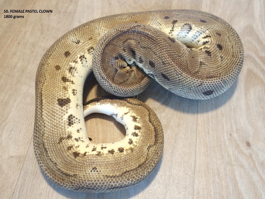Koningspythons half en volwassen kweekdieren deel 3 Ball Python photo 3
