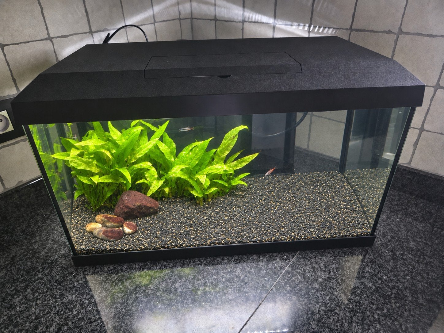 Juwel 60 aquarium incl JBL e702 pomp en verwarming, Dieren en Toebehoren, Ophalen, Inclusief vissen, Juwel, Gevuld zoetwateraquarium