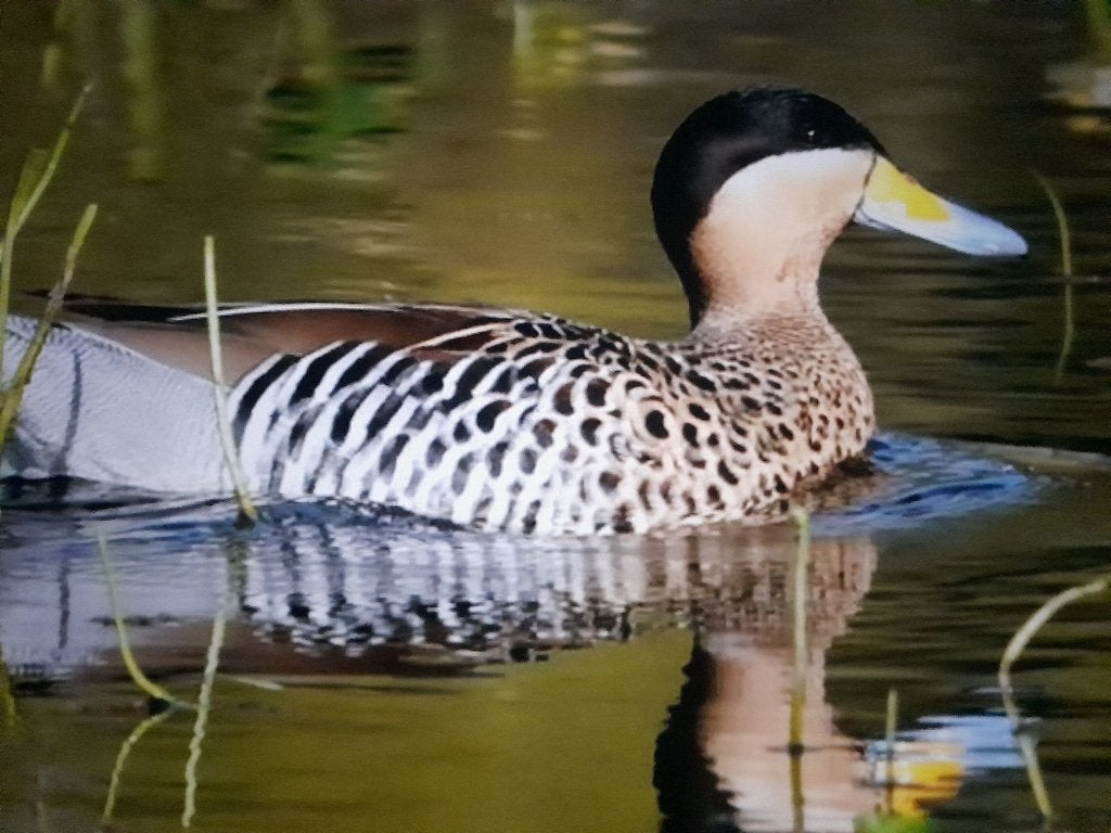versicolor taling / siereenden, Dieren en Toebehoren, Pluimvee