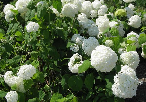 Hydrangea arborescens Annabelle, Tuin en Terras, Ophalen of Verzenden, Zomer, Vaste plant, Overige soorten