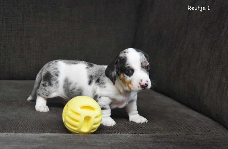 Prachtige Teckel pupjes, Dieren en Toebehoren, Honden | Teckels en Dashonden, Parvo, België, 8 tot 15 weken, Korthaar