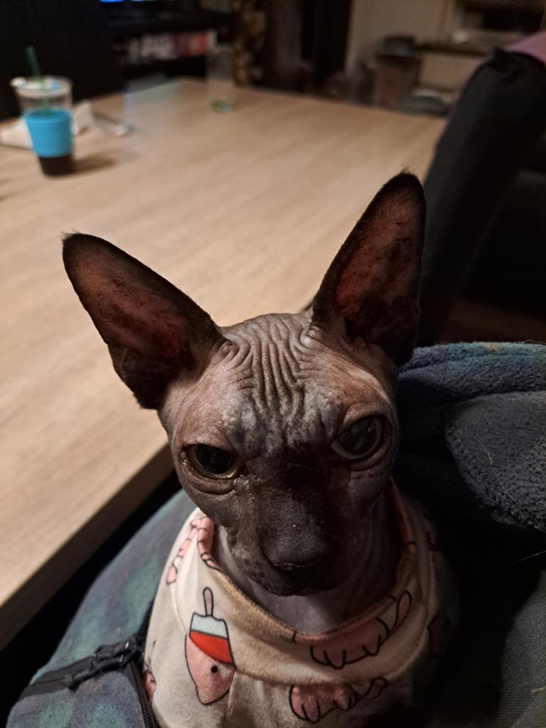 Prachtig zwarte sphynx, Poes, Met stamboom, 3 tot 5 jaar