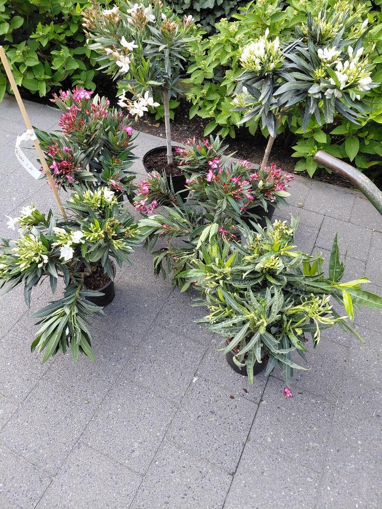 Oleander struiken voor MOEDERDAG, Tuin en Terras, Ophalen