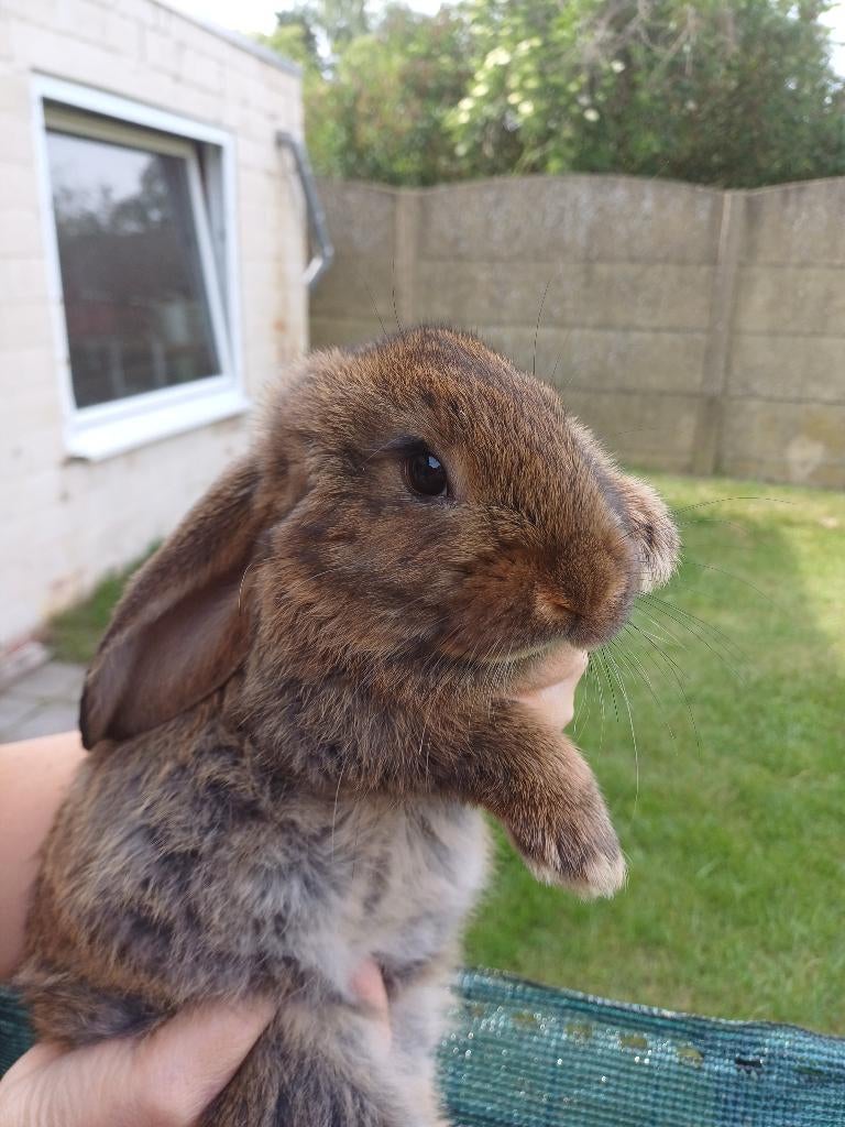 Super lieve franse hangoor voedster, Femelle, Grand, Oreilles tombantes, 0 à 2 ans