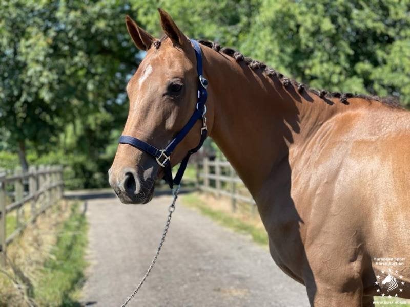 Halster & Vliegenmasker ESHA, Animaux & Accessoires, Chevaux & Poneys | Brides & Harnachement, Neuf, Autres disciplines, Licou