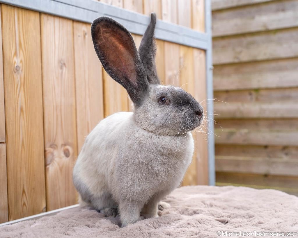 Vlaamse reus, Dieren en Toebehoren, Konijnen, Vrouwelijk, Groot, 0 tot 2 jaar