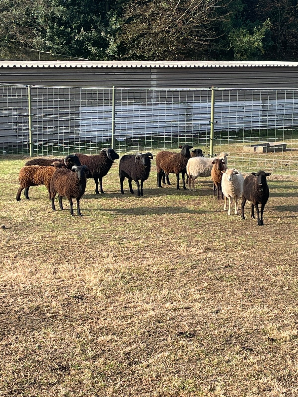 Ouessant schaapjes, Dieren en Toebehoren, Schapen, Geiten en Varkens, Meerdere dieren, Schaap, 0 tot 2 jaar