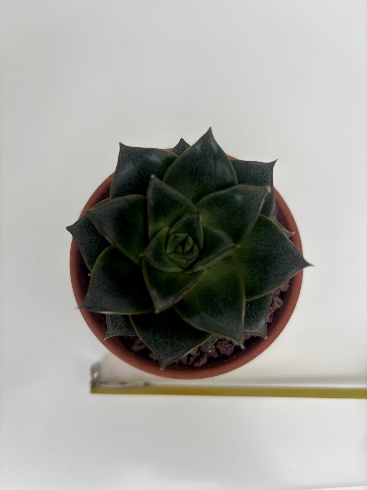 Echeveria Purpuestorum (rare), Maison & Meubles, Plante succulente, En pot, Moins de 100 cm, Plante verte