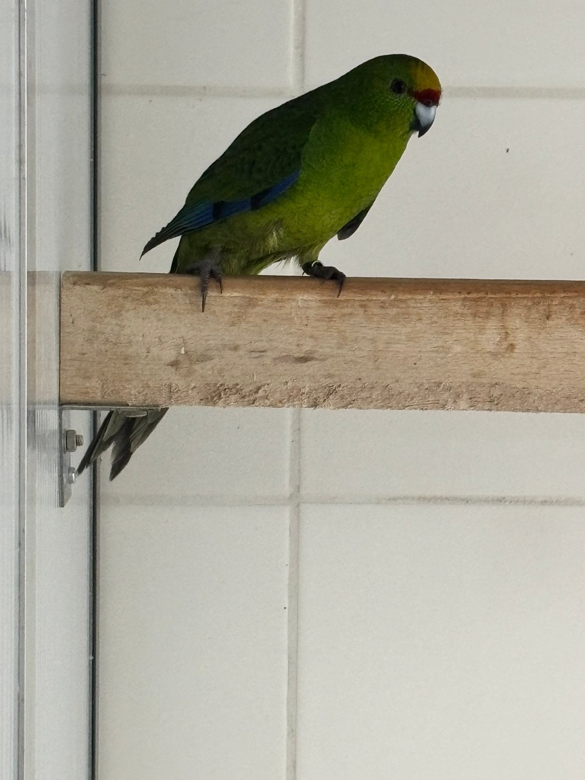 Geelvoorhoofd kakariki, Dieren en Toebehoren, Meerdere dieren, Parkiet, Geringd
