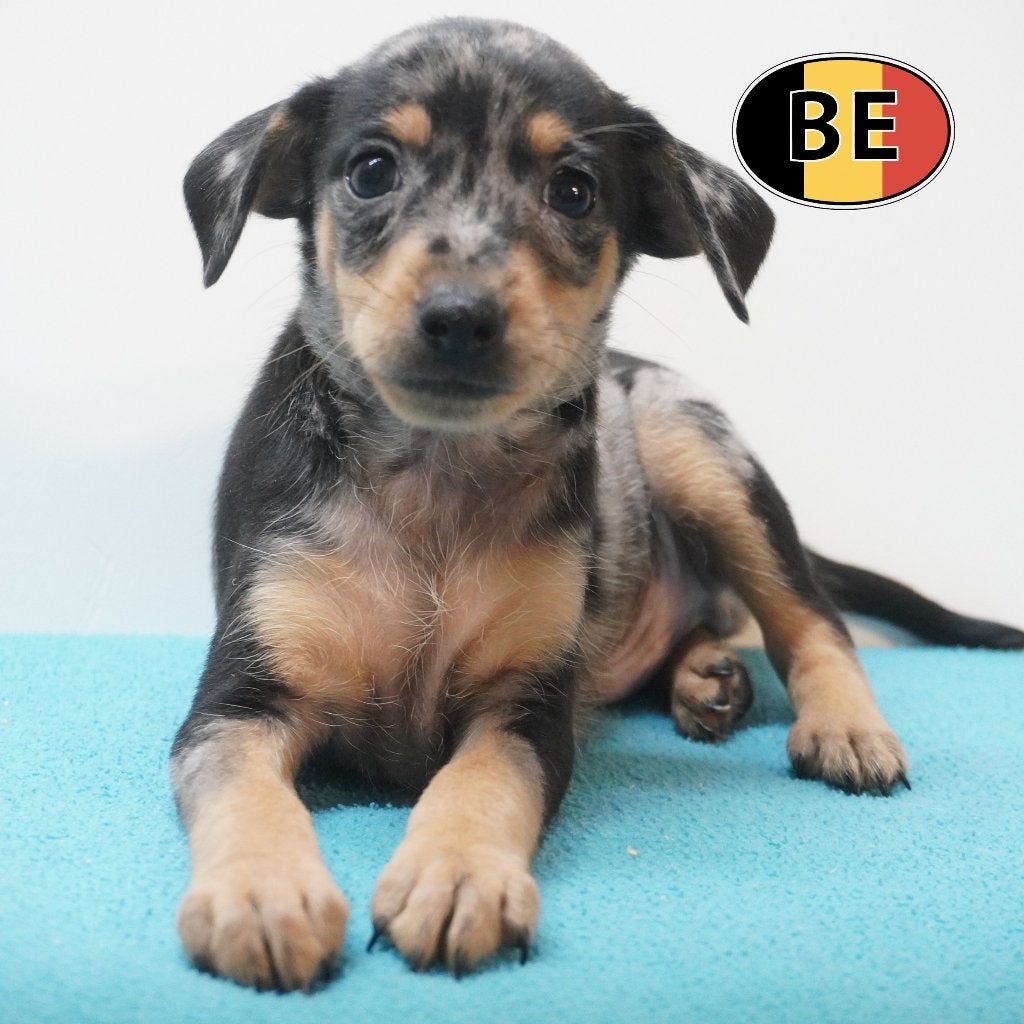 Blue merle Pinscher pups te koop - bijzondere schoonheid!, België, CDV (hondenziekte), 8 tot 15 weken, Meerdere