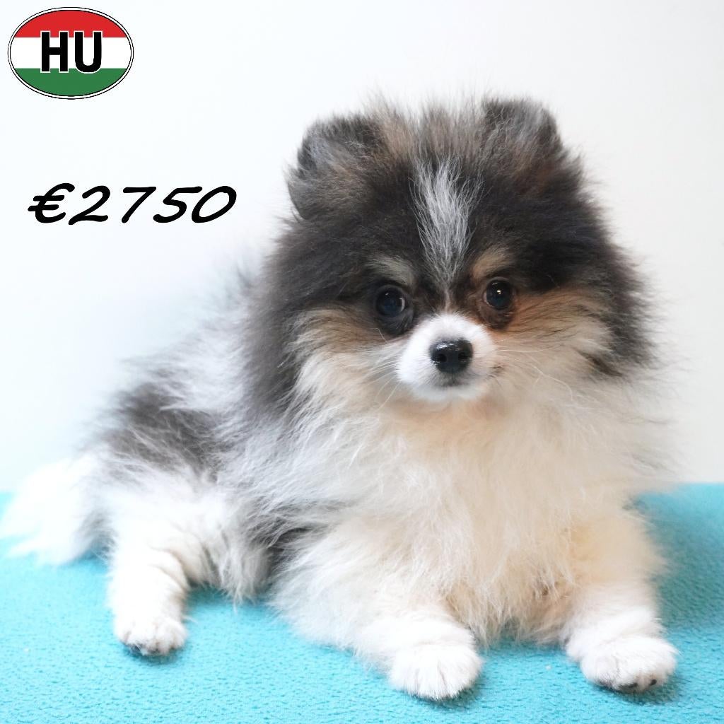 Dwergkeesjes (klein formaat) pups te koop, 15 weken tot 1 jaar, Buitenland, Parvo, Meerdere