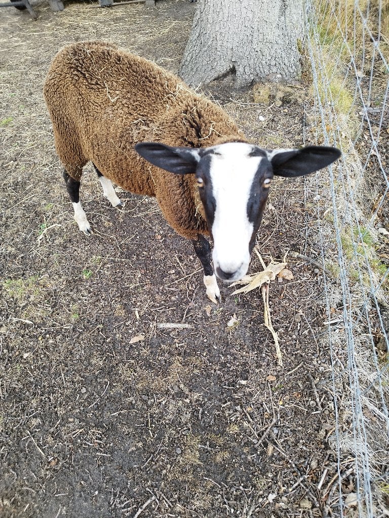 Zwartbles ram, Animaux & Accessoires, Moutons, Chèvres & Cochons, Mâle, Mouton, 0 à 2 ans