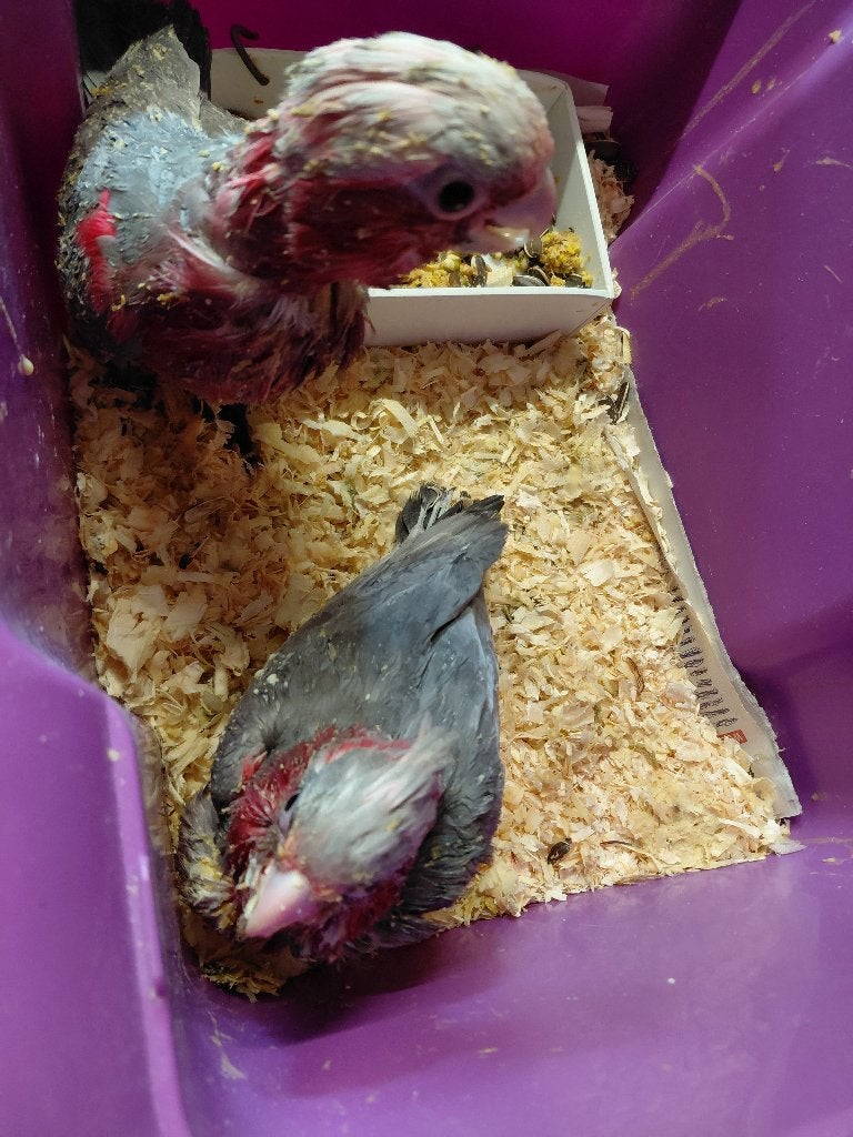 Jonge Rosè kakatoes en Roestkopcaique-papegaai., Dieren en Toebehoren, Vogels | Parkieten en Papegaaien, Geslacht onbekend, Papegaai