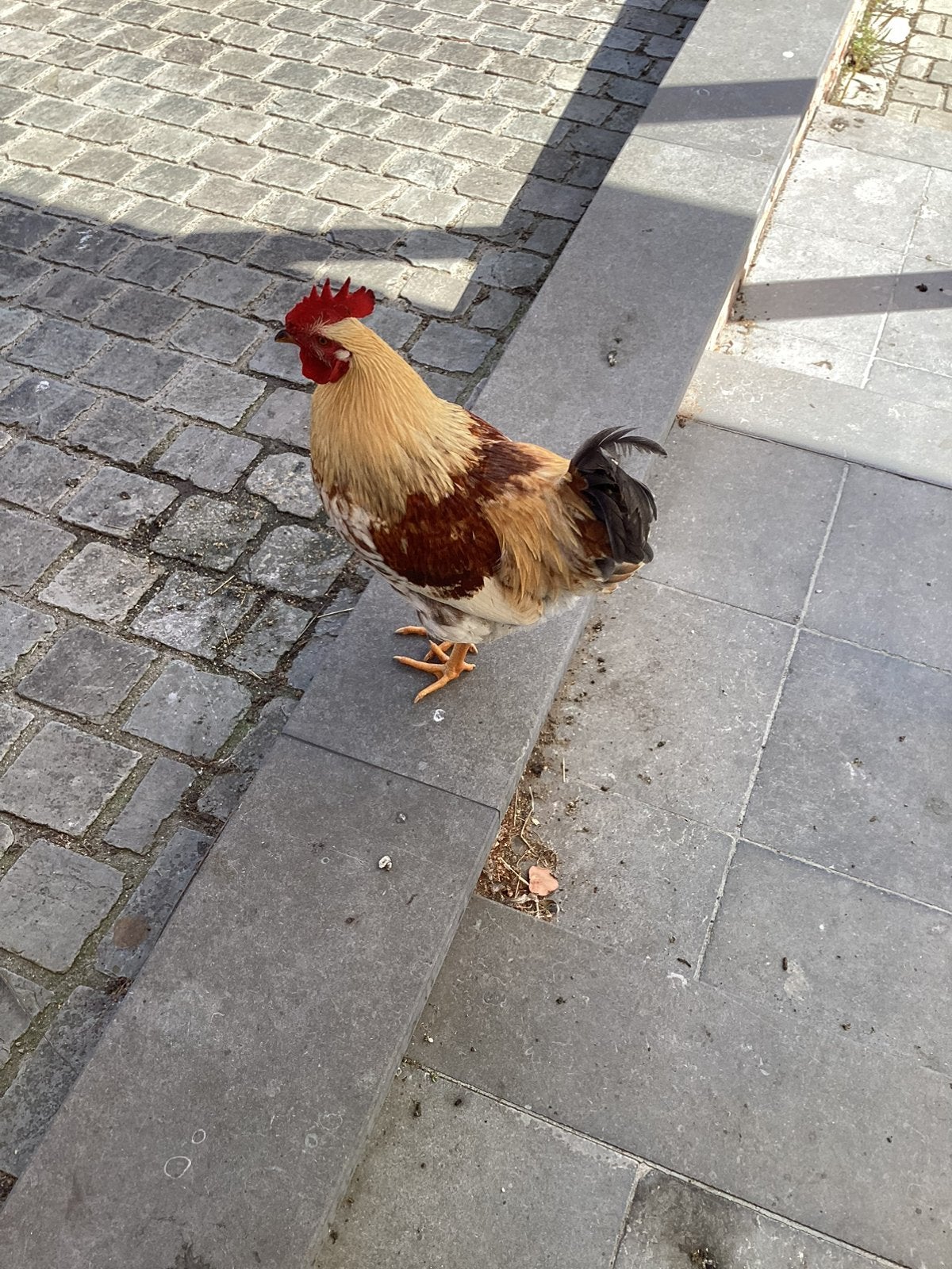 Hanen te koop, Animaux & Accessoires, Volatiles, Mâle, Poule ou poulet