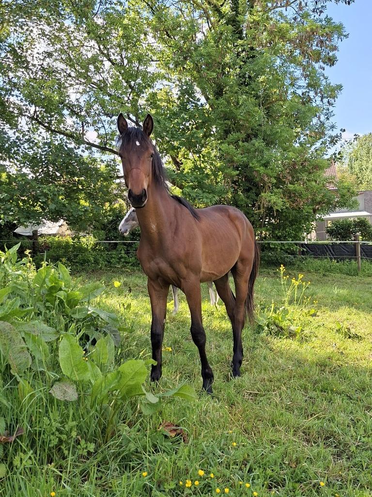 Jaarling hengst te koop, Dieren en Toebehoren, Paarden, Springpaard, Minder dan 160 cm, Met stamboom, Z