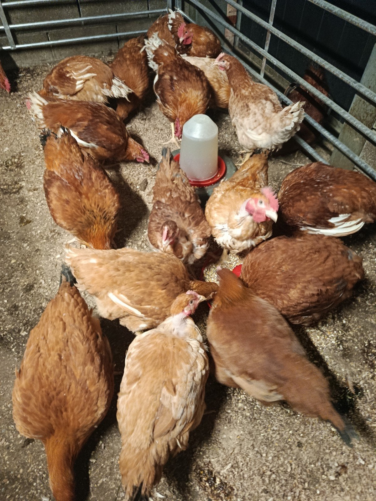 zware kabir en naakthals vleeskippen +3kg!, Poule ou poulet