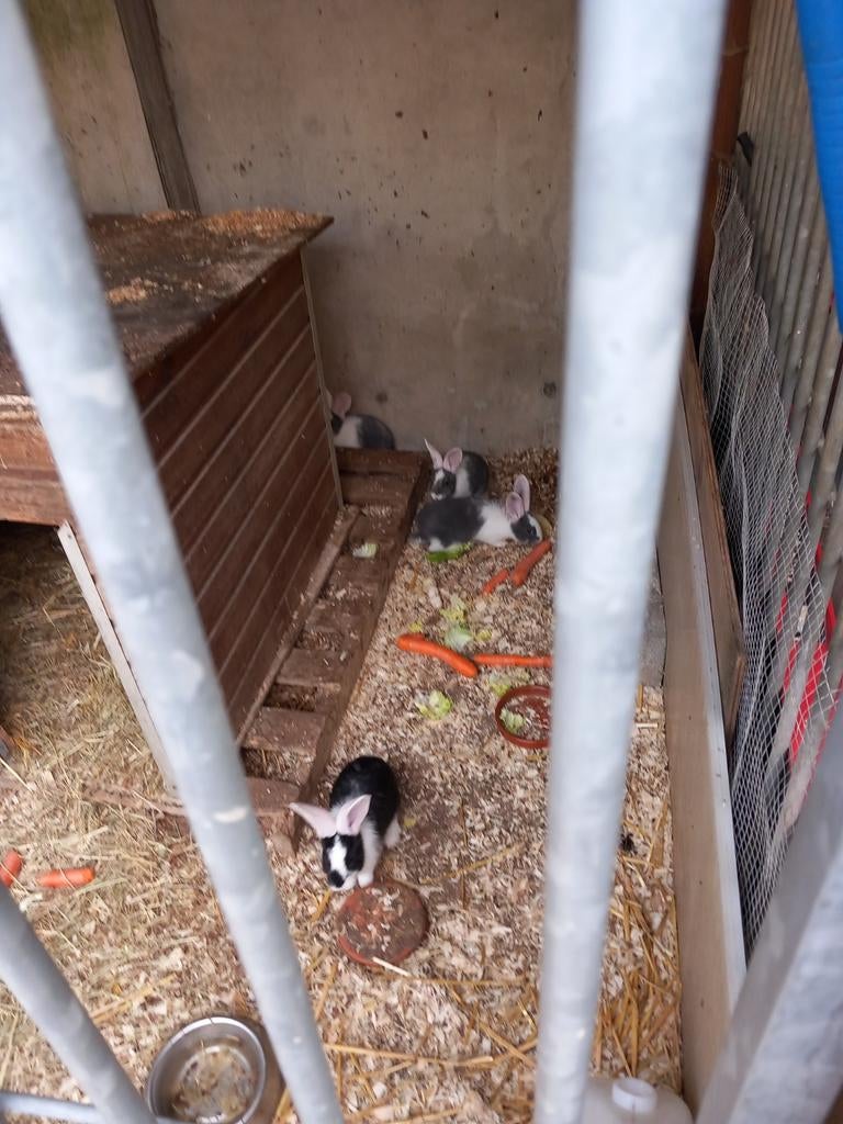 Duitse reus, Dieren en Toebehoren