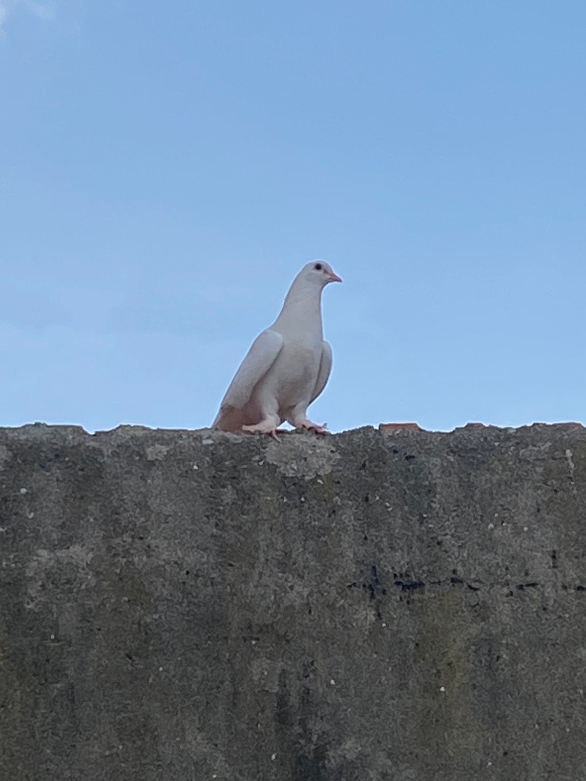 Takla Mardin Alle 16 stuks, Dieren en Toebehoren, Vogels | Duiven, Geslacht onbekend, Tuimelaar of Roller