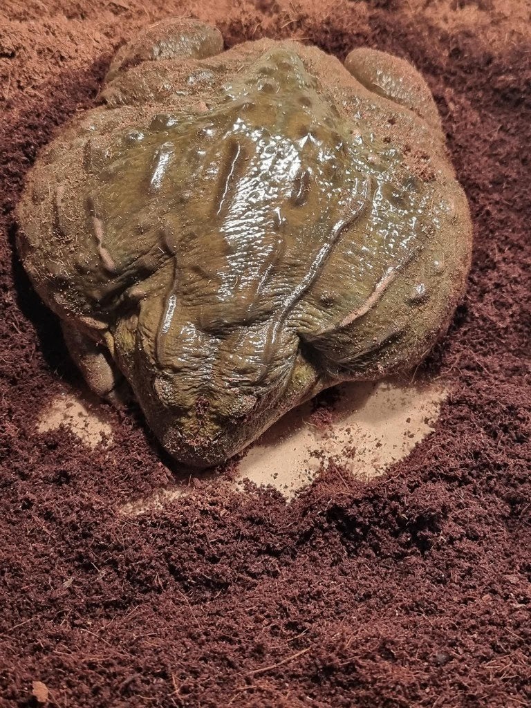 Afrikaanse stierkikker - Pyxicephalus adspersus, Dieren en Toebehoren, Amfibie, Met terrarium