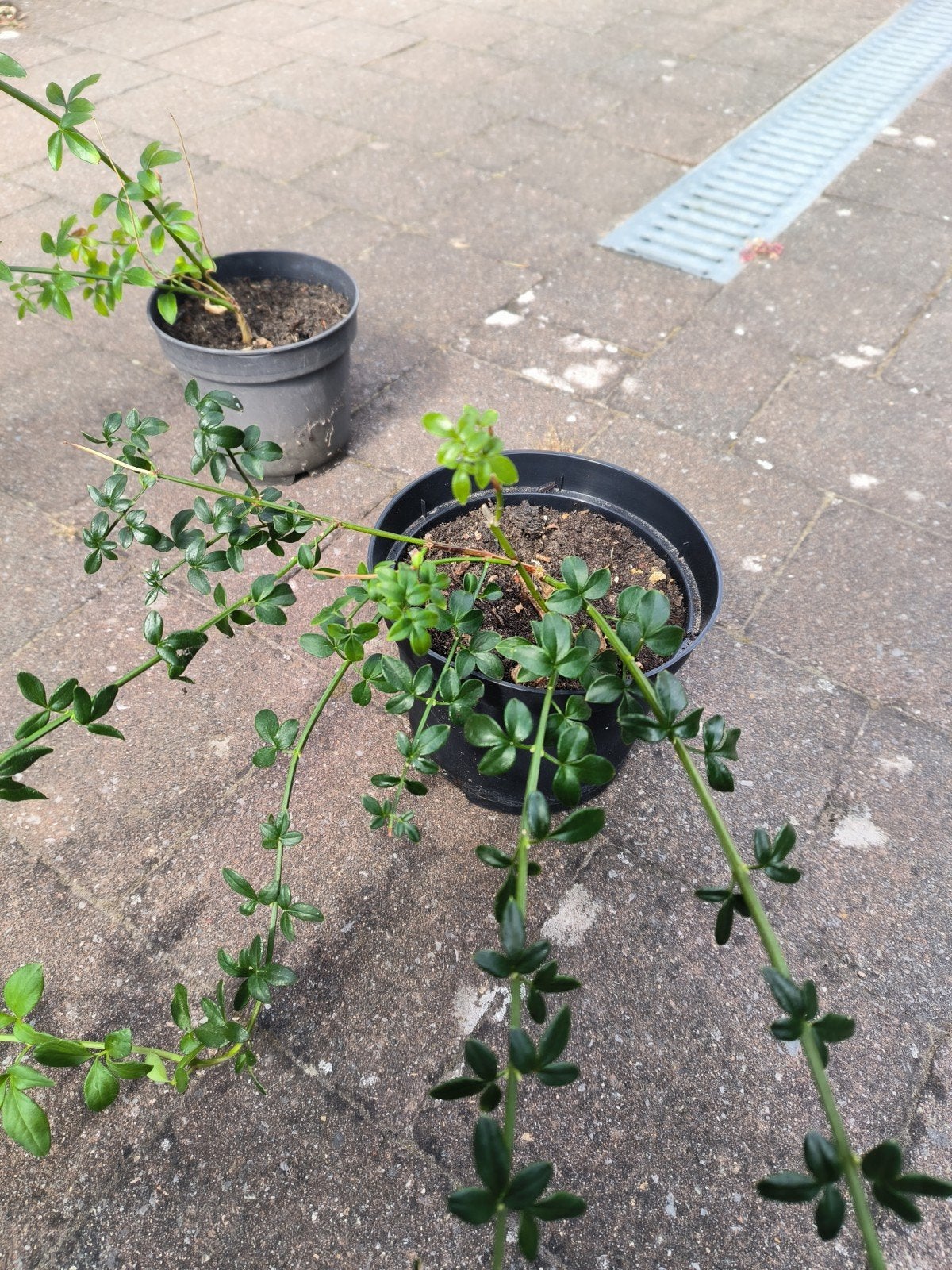 Winterjasmijn jasminum nudiflorum, Jardin & Terrasse, Plantes | Jardin, Hiver, Enlèvement, Mi-ombre, Plante fixe