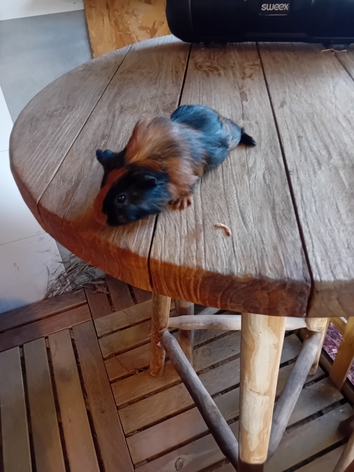 prachtige cavia beertjes, Dieren en Toebehoren, Juni, Cavia