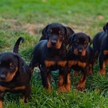 Chiot Doberman, Hépatite contagieuse (maladie de Rubarth), Autres races, 8 à 15 semaines, Plusieurs
