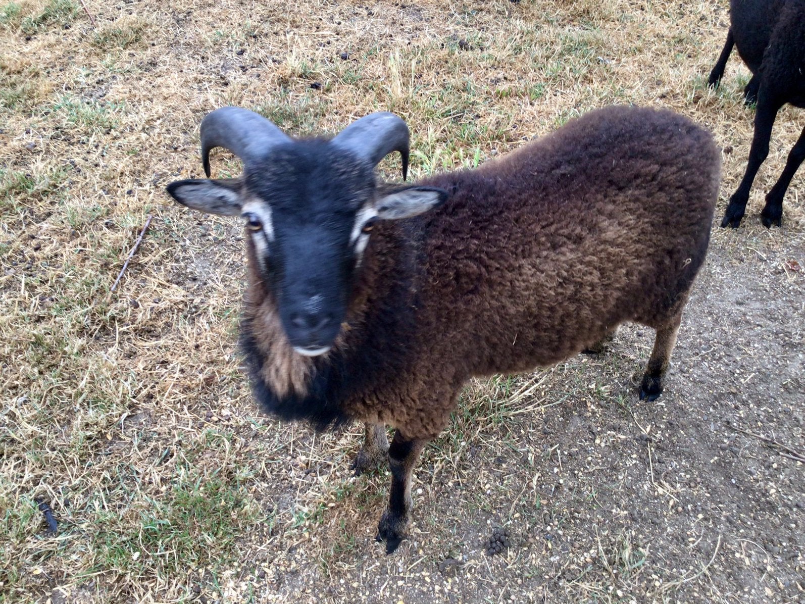 Soay bokje