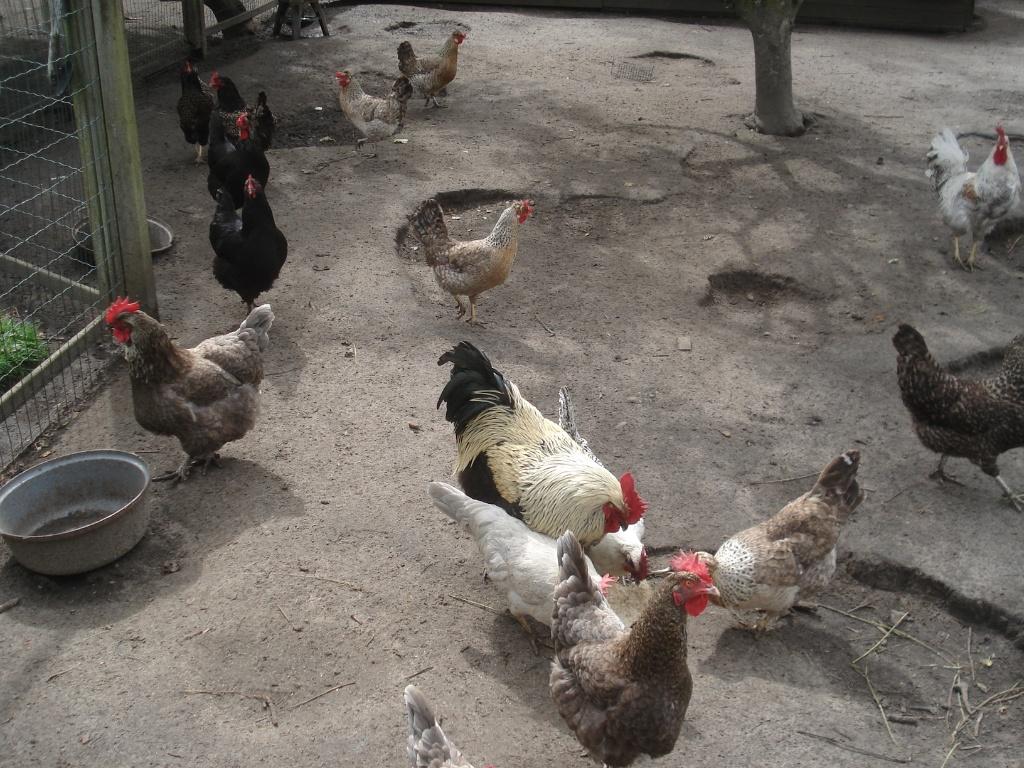 broedeieren mix (groenleggers,....) 60 cent, Dieren en Toebehoren, Pluimvee, Geslacht onbekend, Kip