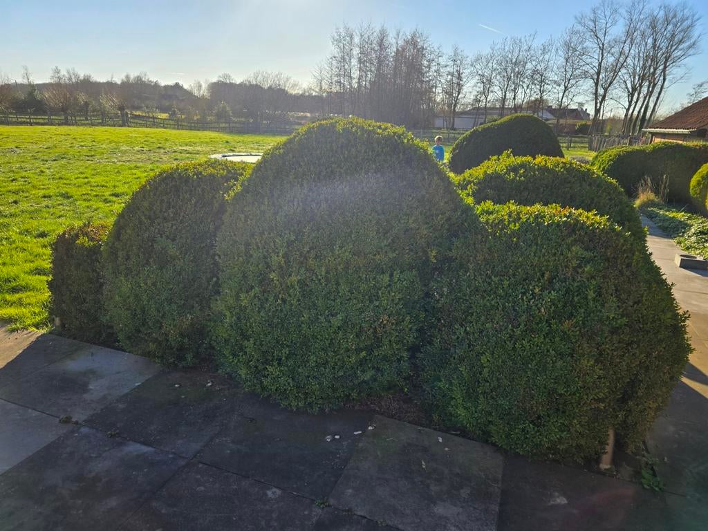 Buxusbollen in verschillende maten te koop, Tuin en Terras, Ophalen