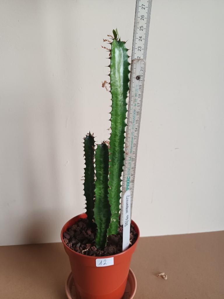 kamerplanten, Autres espèces, En pot, Plein soleil, Moins de 100 cm