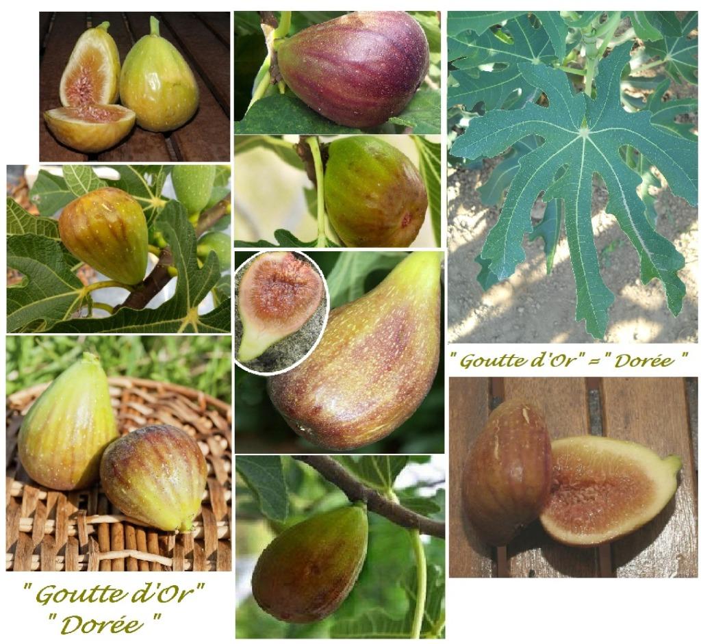 HONINGVIJG LAAGSTAM "GOUTTE D'OR", 1,5/+ M, IN POT, 15€/st., Enlèvement ou Envoi, Plante fixe, Plantes fruitières, Plein soleil