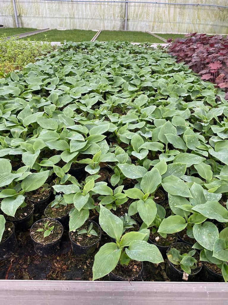 Hosta sieboldiana 'Elegans', Vaste Plant, Enlèvement, Été, Plante fixe, Mi-ombre