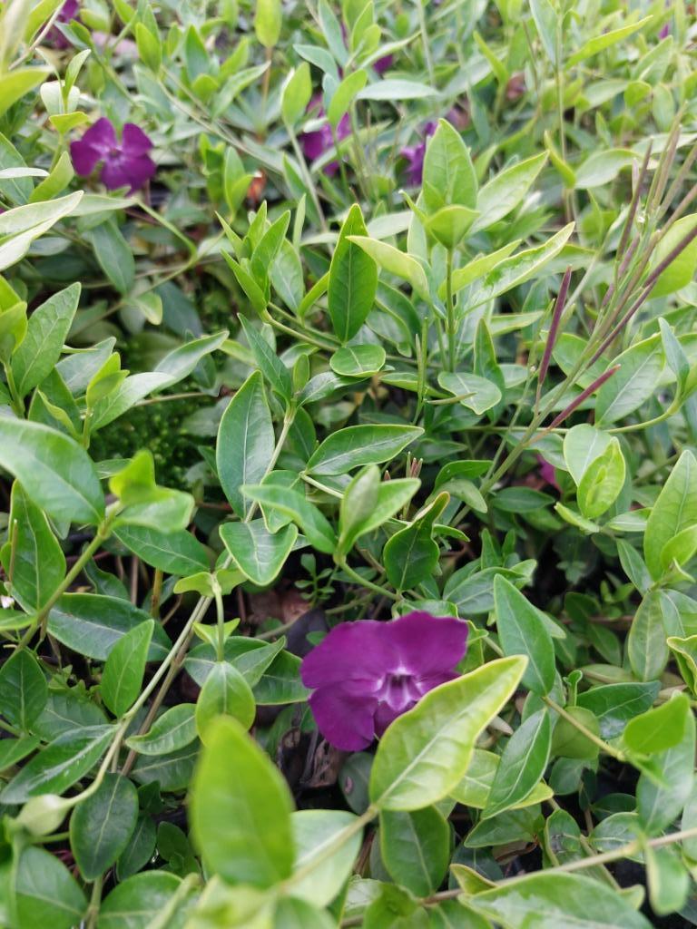Paarse Maagdenpalm / Vinca Atropurpurea (bodembedekker), Tuin en Terras, Planten | Tuinplanten, Ophalen, Bodembedekkers, Vaste plant