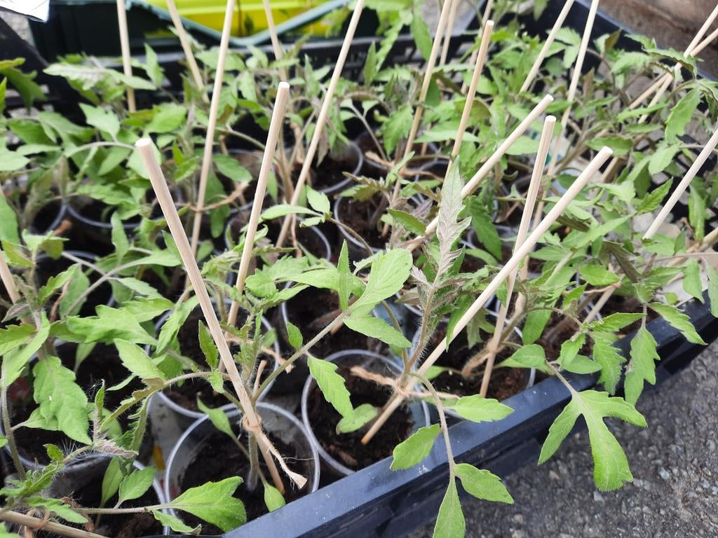 Tomates à repiquer coeur de bœuf, Ophalen