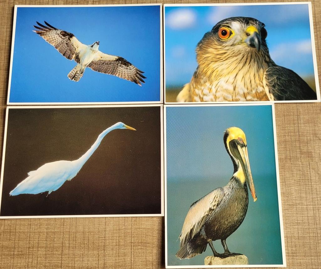 4 fotokaarten/ postkaarten: vogels - Eastern National Park, 1980 à nos jours, Enlèvement ou Envoi, Gravure, Utilisé