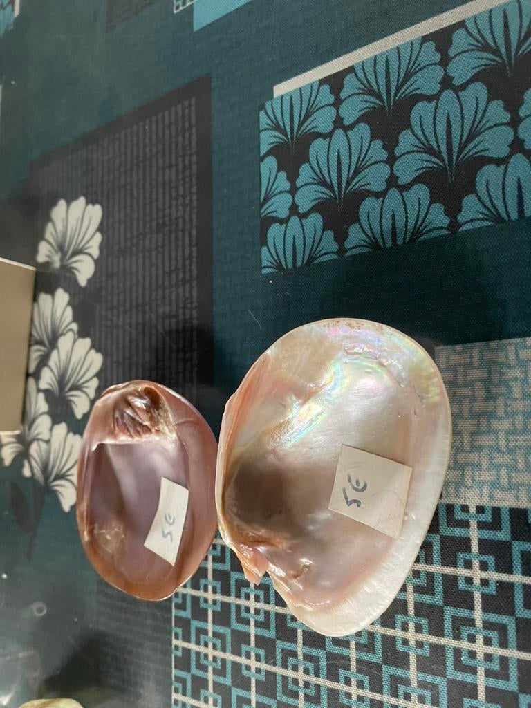 Coquillages, Enlèvement ou Envoi, Coquillage(s)