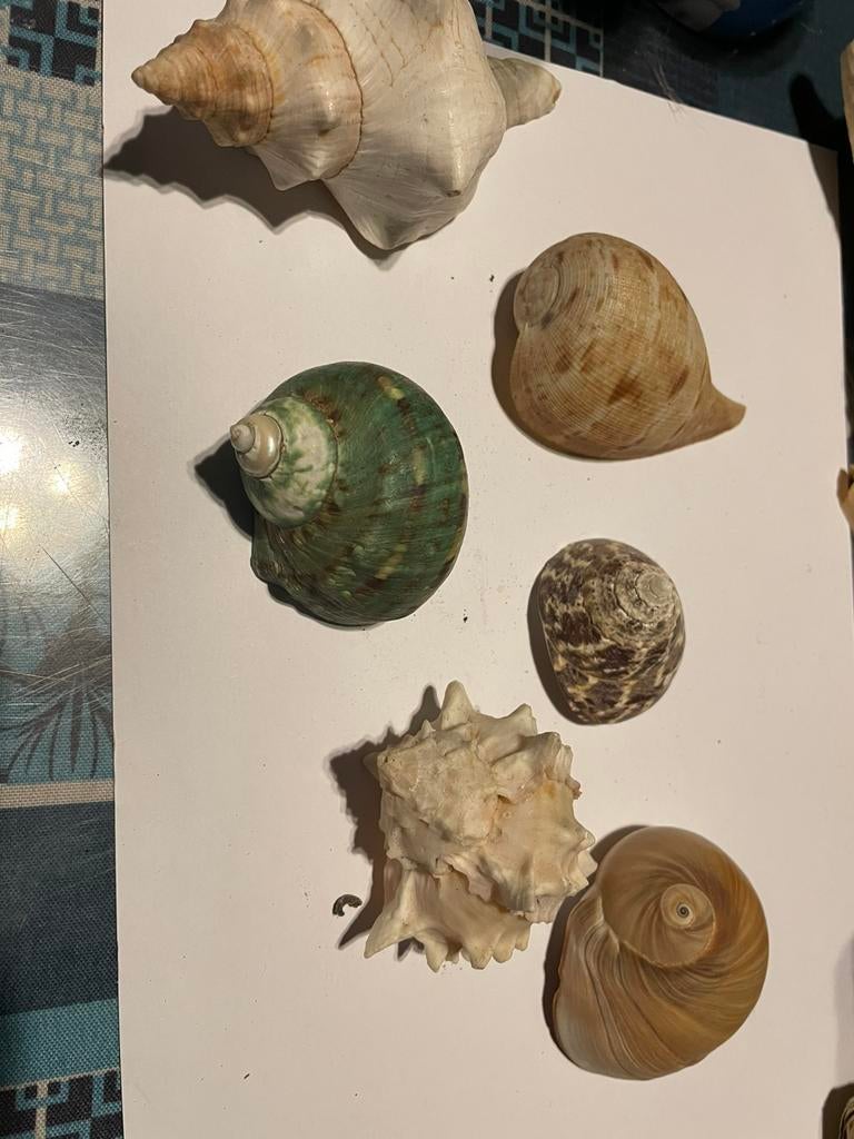 Coquillages, Enlèvement ou Envoi, Coquillage(s)