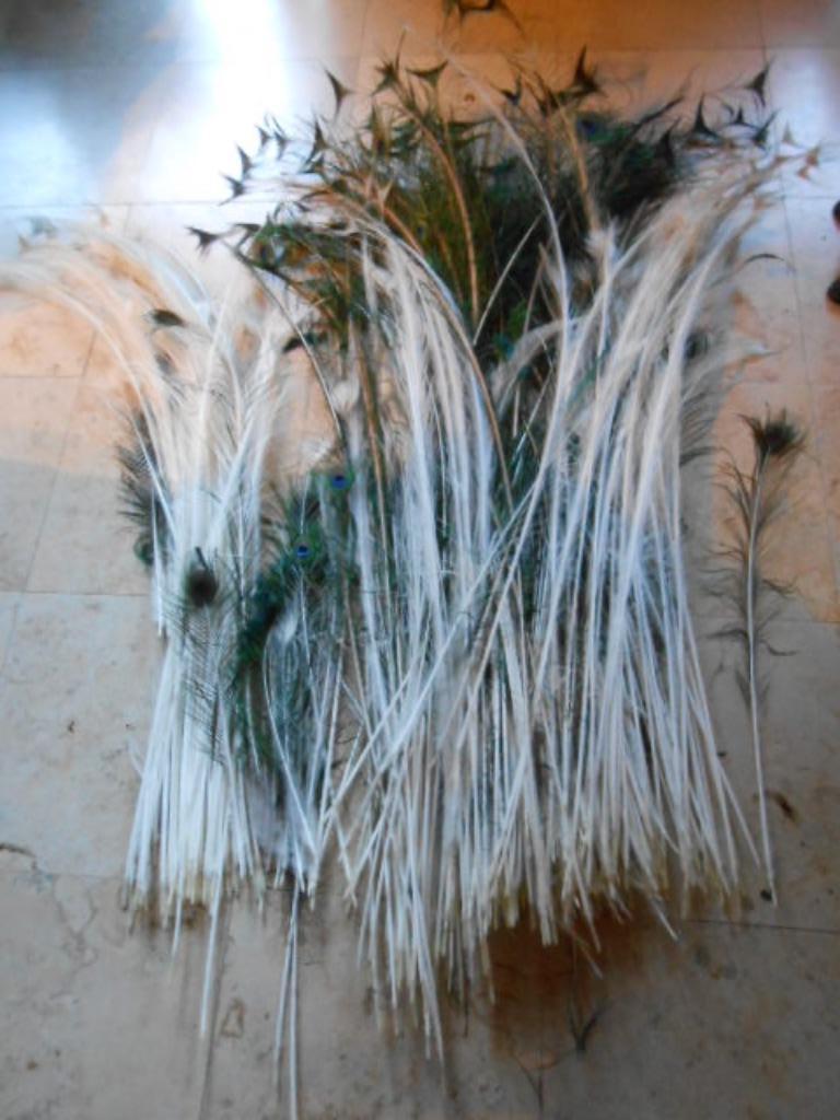 plumes de paon également plumes de paon blanches longueur en