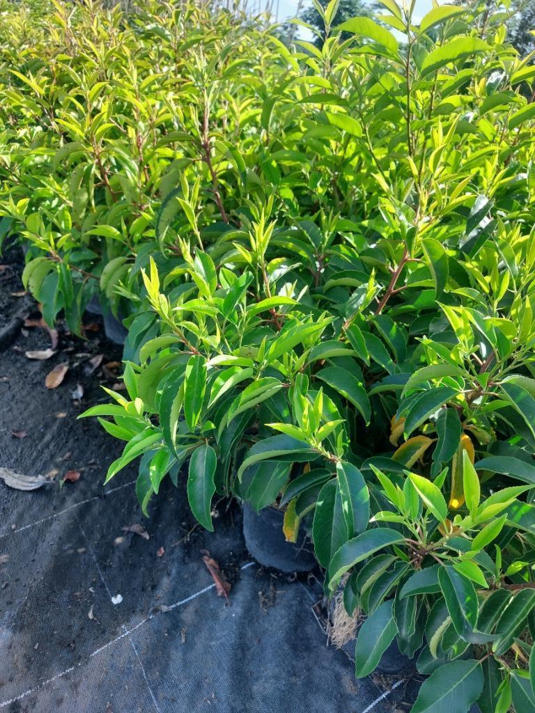 Portugese laurier (Prunus lusitanica en 'Angustifolia'), Ophalen, Laurier, Haag, 100 tot 250 cm