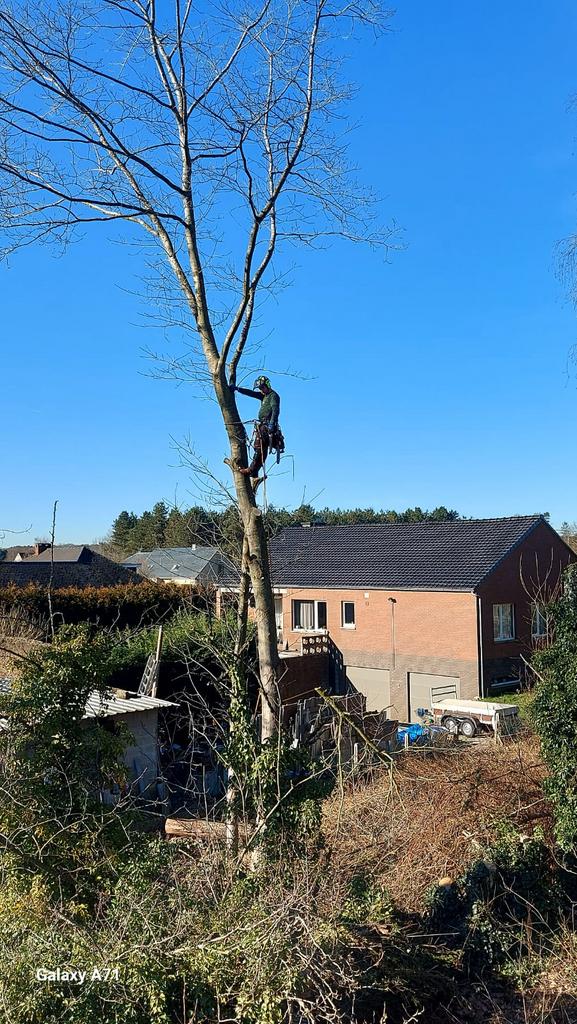 Vellen en snoeien van bomen, Tuin en Terras, Ophalen, Overige soorten, 400 cm of meer