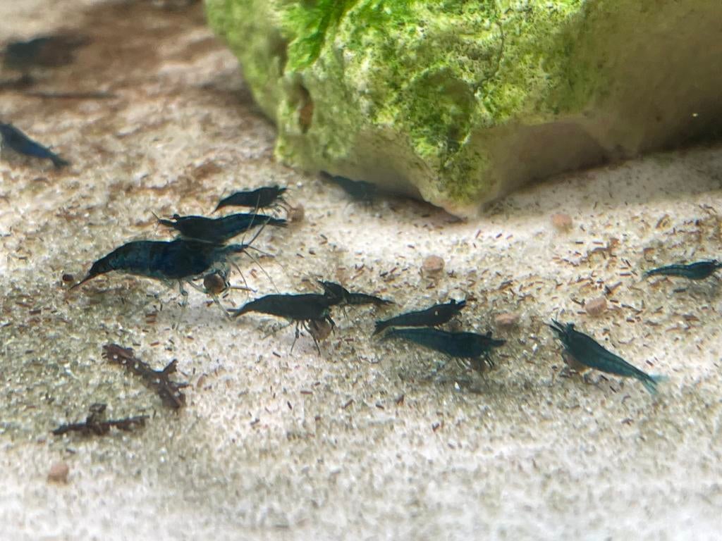 Crevettes / garnalen neocaridina blue velvet, Enlèvement