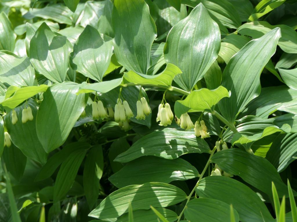 polygonatum, Tuin en Terras, Planten | Tuinplanten, Ophalen